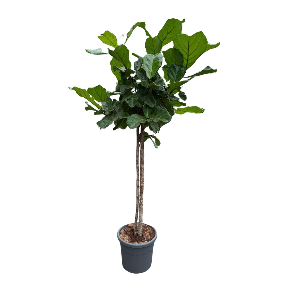Ficus Lyrata twee-stam p40.
