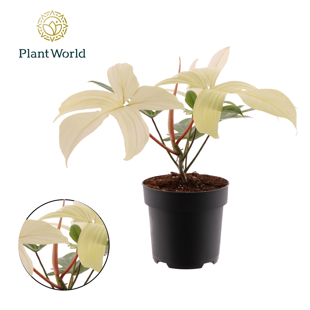 Philodendron Florida Ghost.