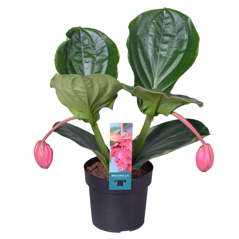 Medinilla Magnifica Flamenco 1 etage 2 knop.