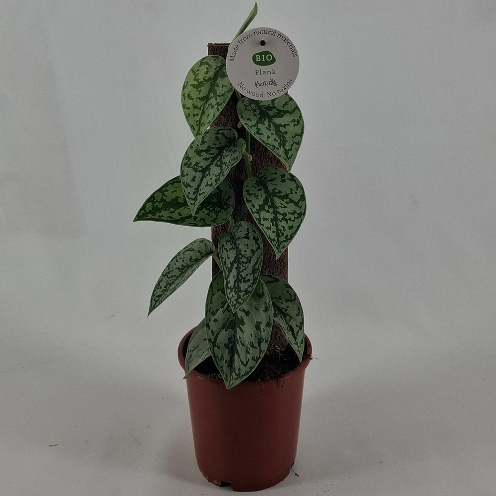 Scindapsus SILVER LADY.