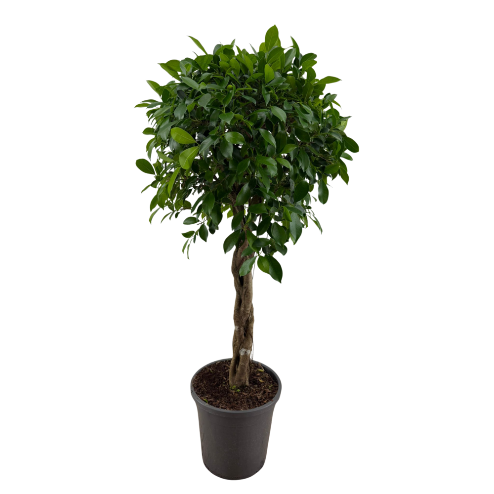 Ficus Nitida gevlochten stam p31.