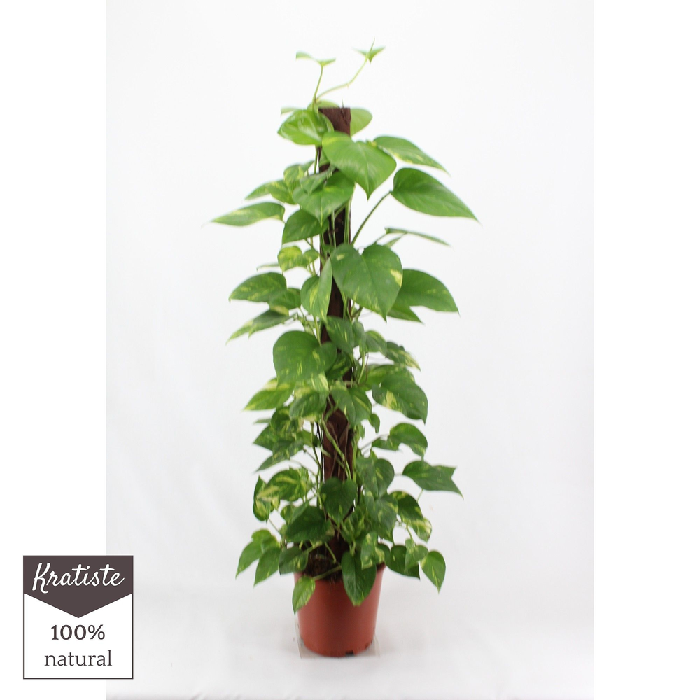 Epipremnum aureum kratiste klimstok 120cm.