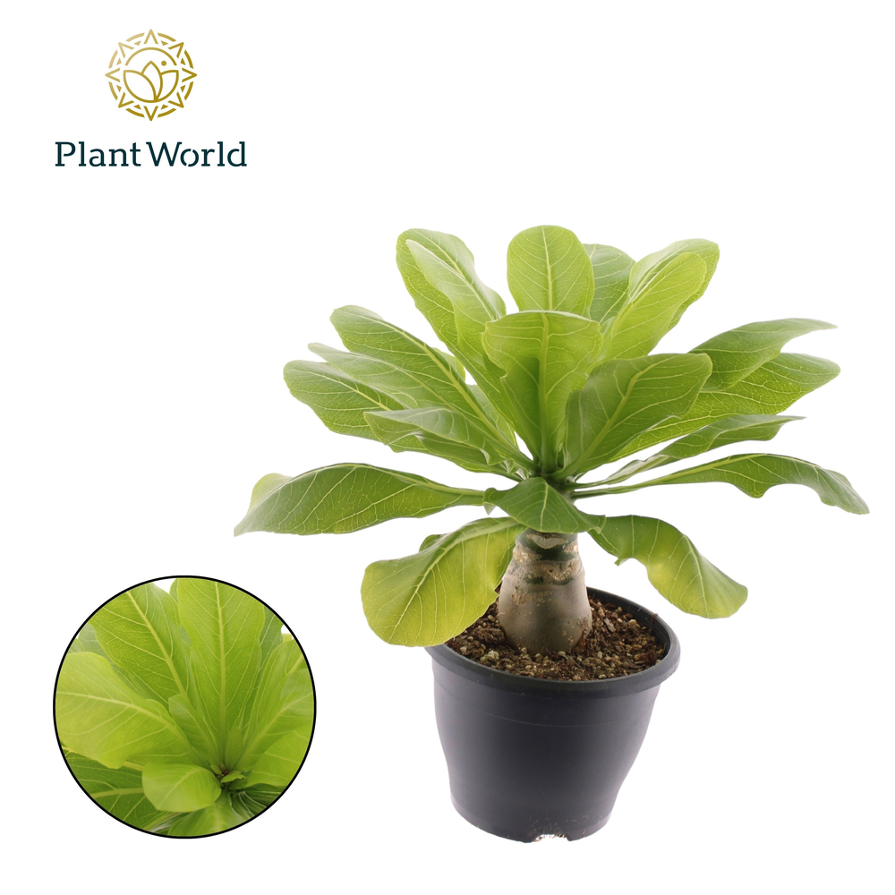Brighamia insignis 'Hawaii Palm'.