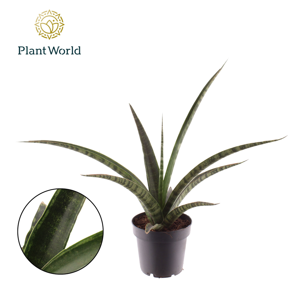 Sansevieria trifasciata 'Megan'.