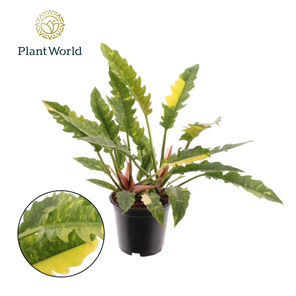 Philodendron narrow 'Ring of Fire'.