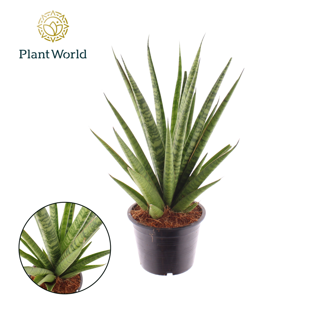 Sansevieria 'trifciata' Pineapple.