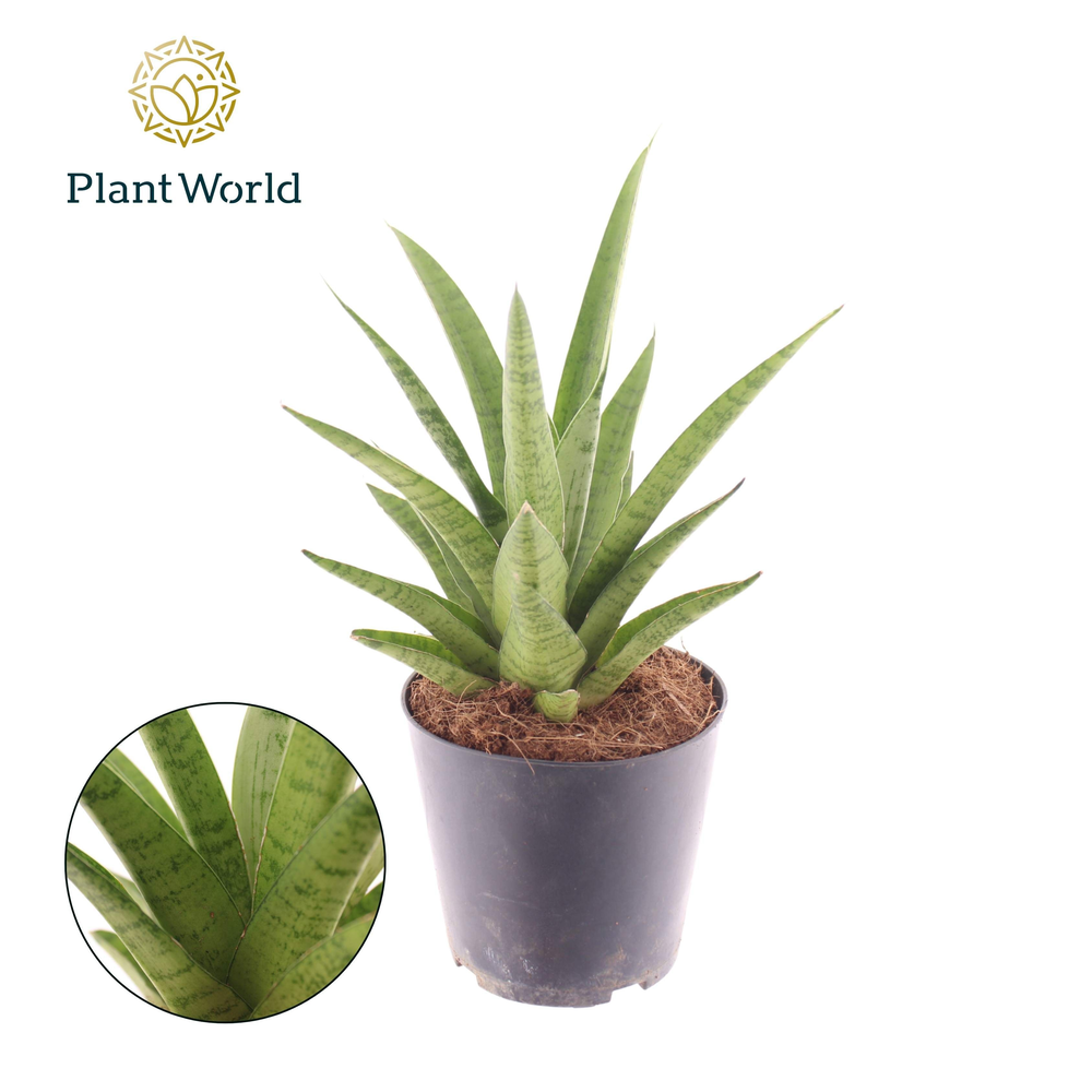 Sansevieria Lotus.