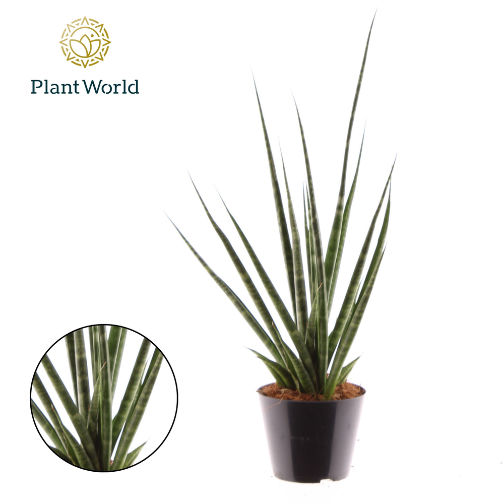 Sansevieria 'Digitorum'.