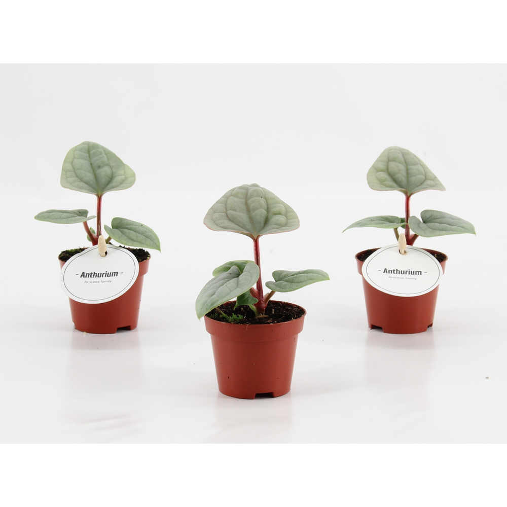 Anthurium Luxurians.