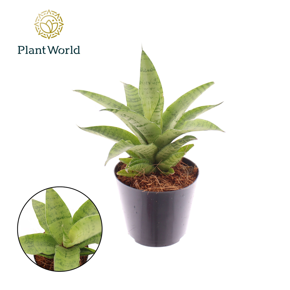 Sansevieria Lotus.