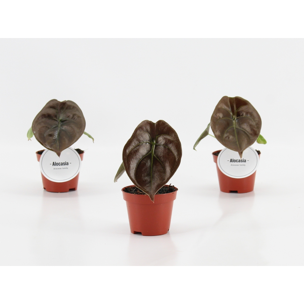 Alocasia Red Secret P6.