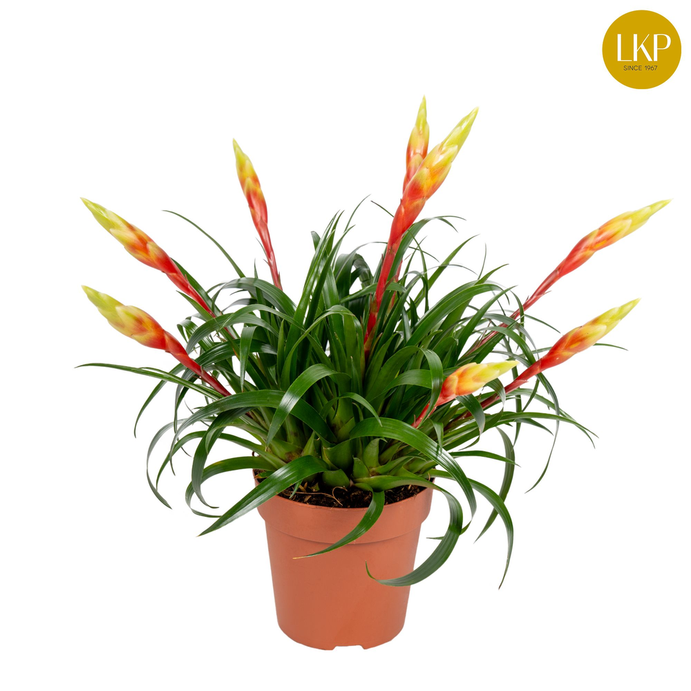 Vriesea Multiflower Shannon Geel (Zonder Hoes).