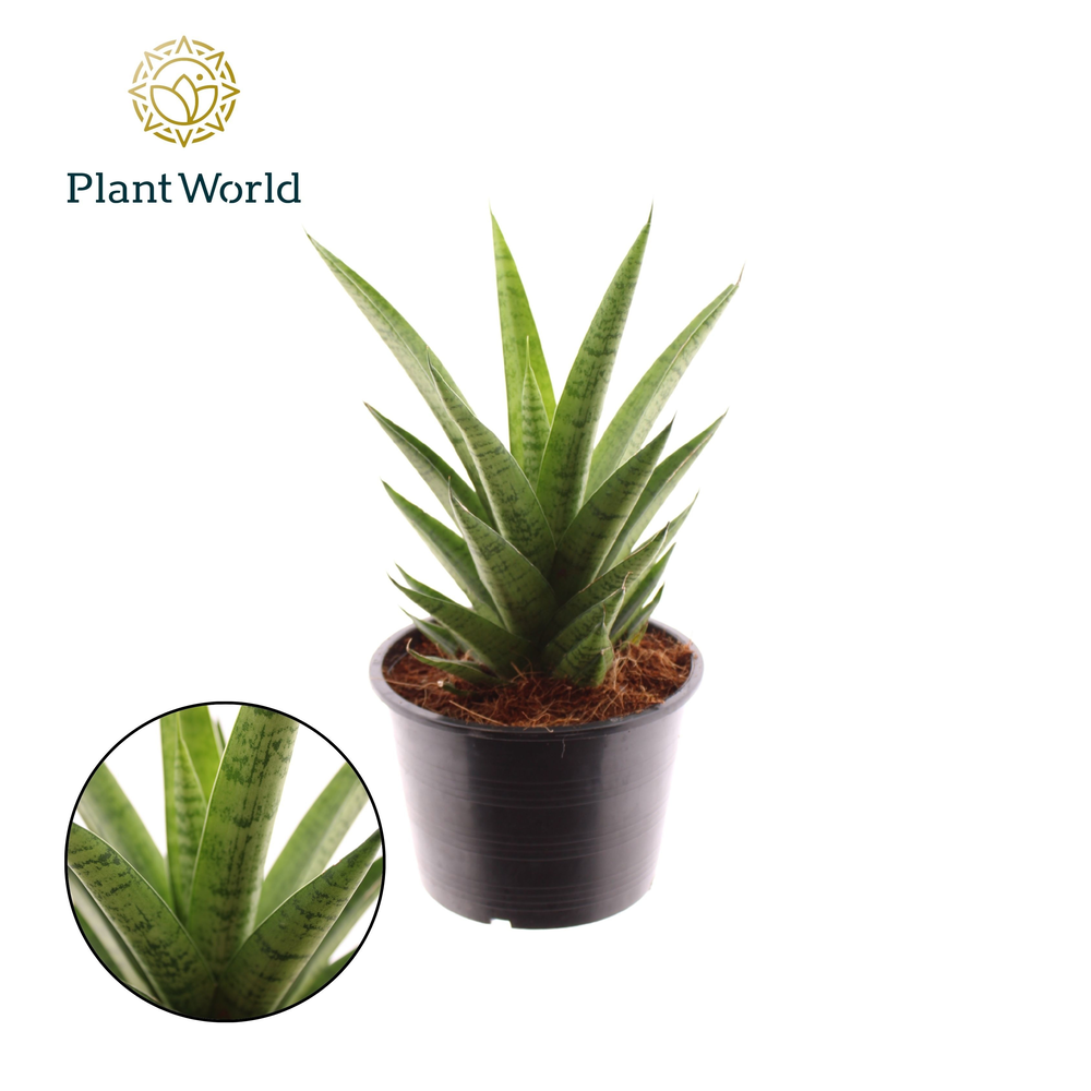Sansevieria Lotus.