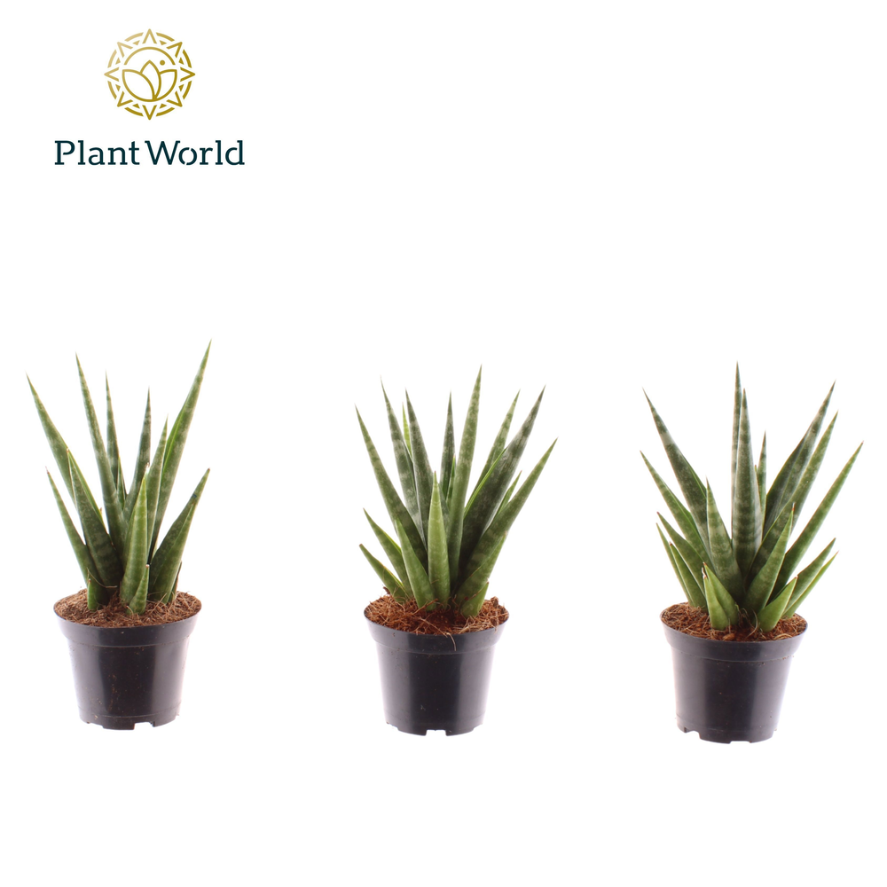 Sansevieria 'Dancing Queen' 7 cm.