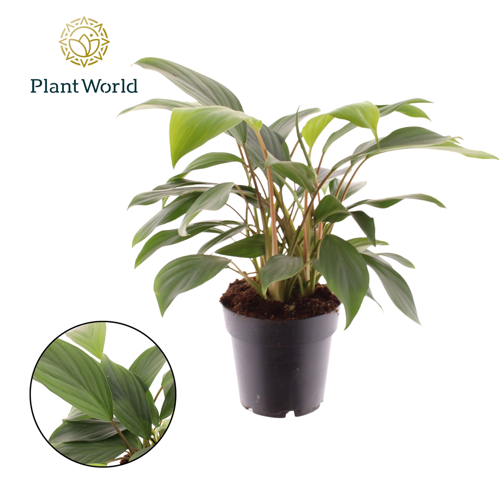 Homalomena Tropical Green.