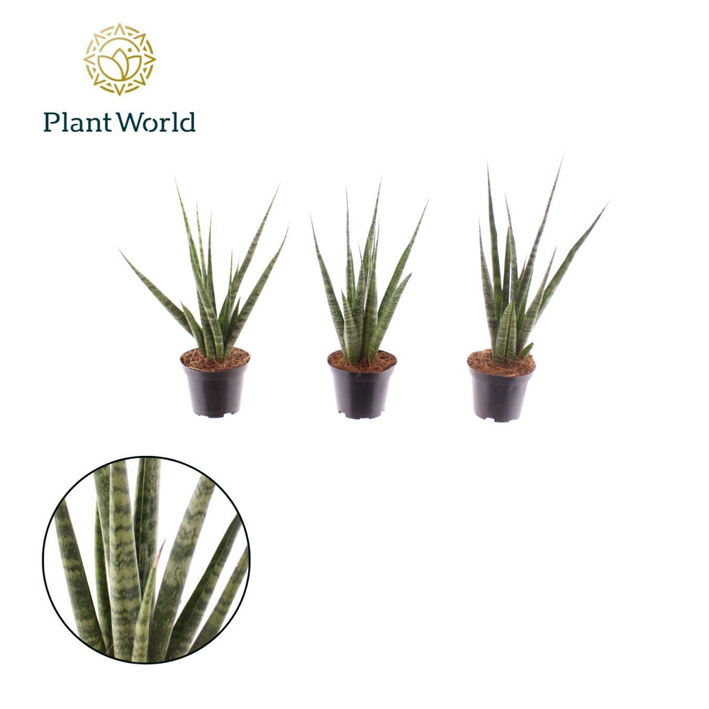 Sansevieria 'Digitorum'.