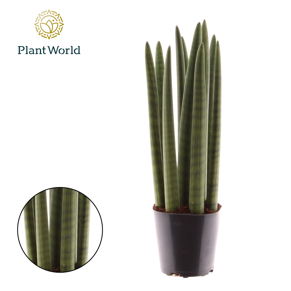 Sansevieria cylindrica 'Spaghetti'.