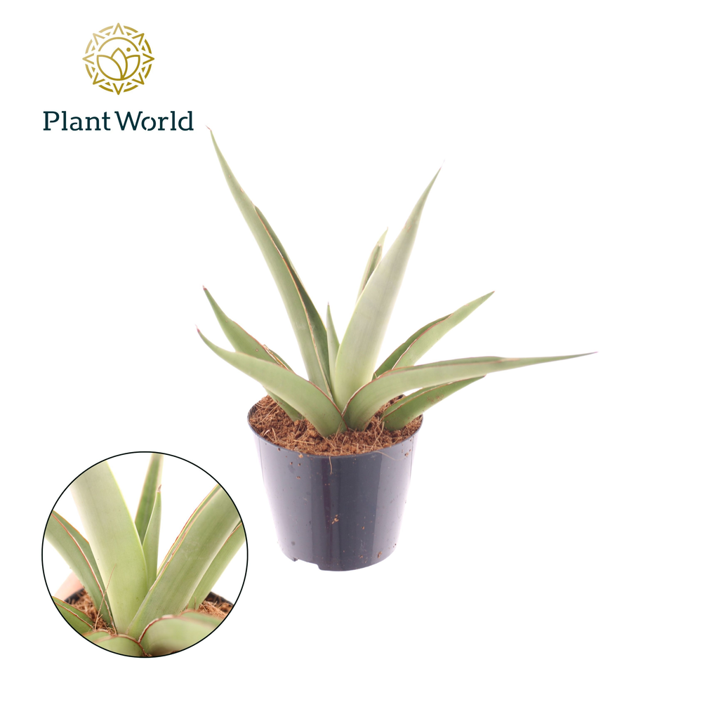 Sansevieria Silver Syreni.