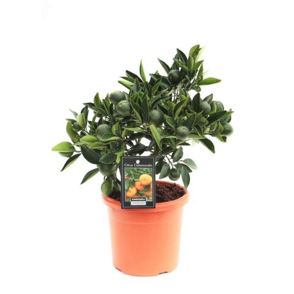 Citrus Calamondin.