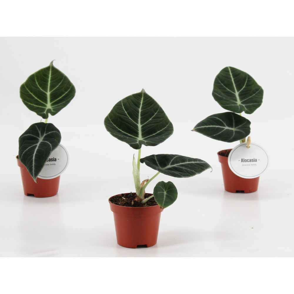 Alocasia Black Velvet P6.
