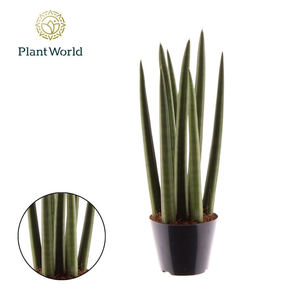 Sansevieria cylindrica 'Spaghetti'.