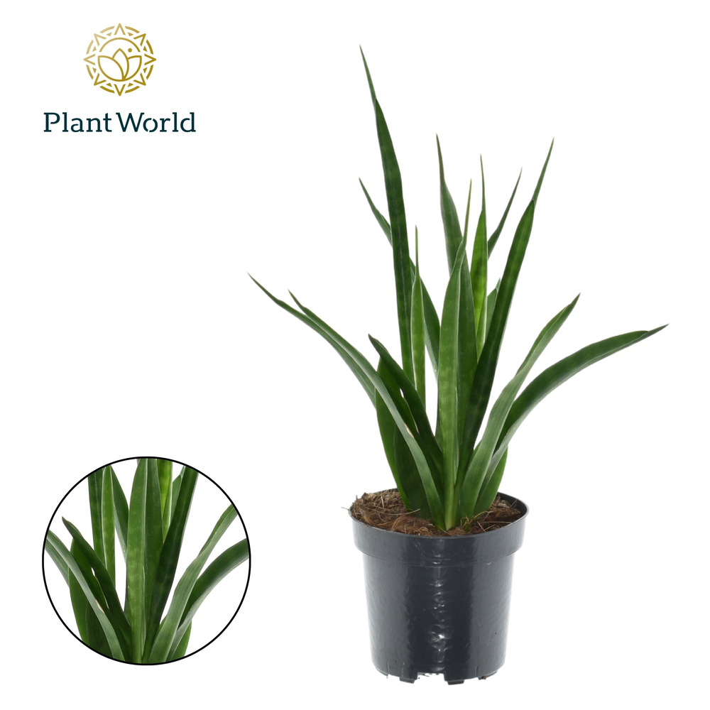 Sansevieria kirkii 'Friends'.