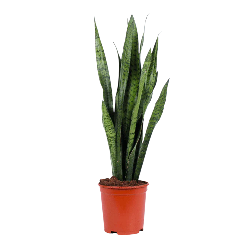 Sansevieria Zeylanica 24 cm.