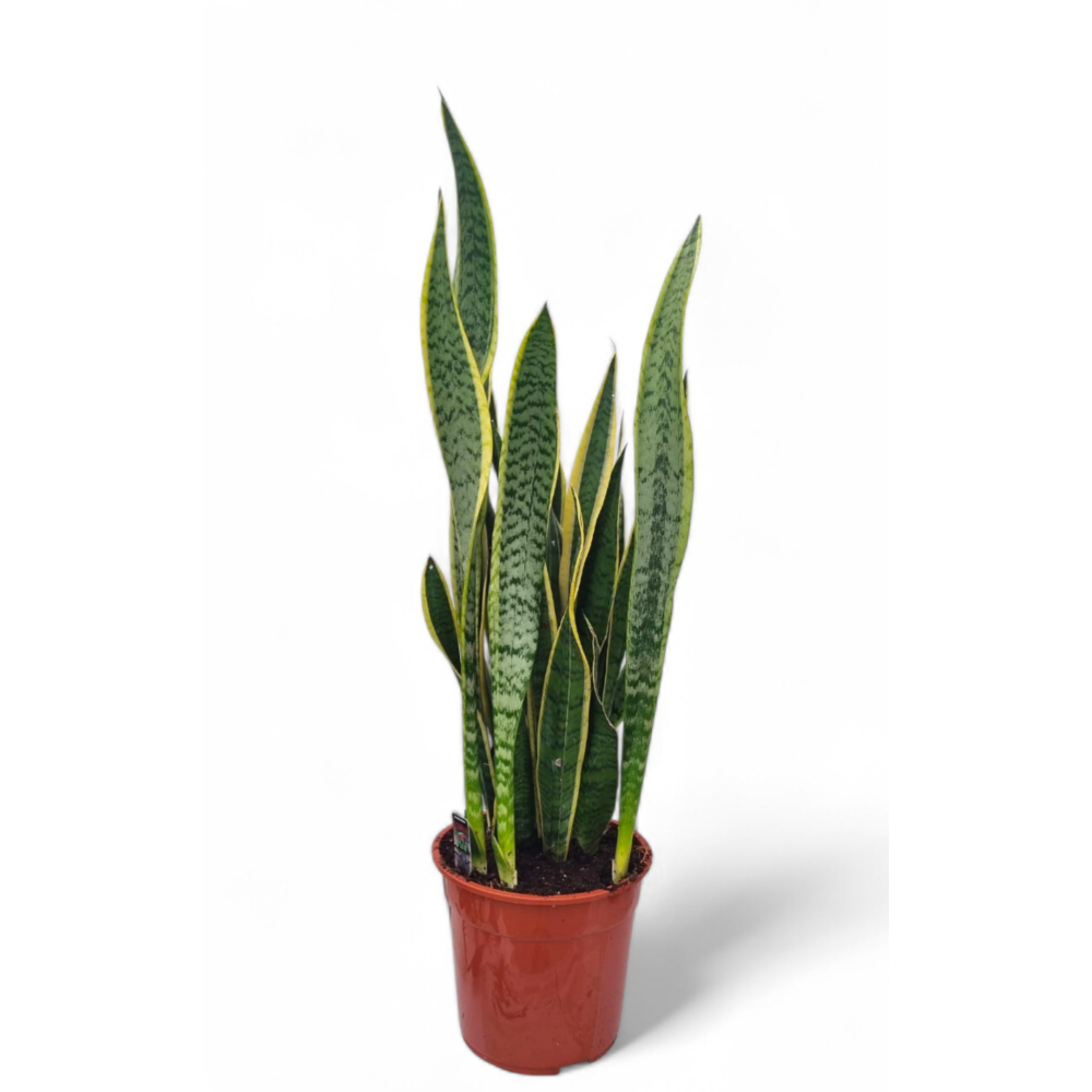 Sansevieria laurentii 27 cm.