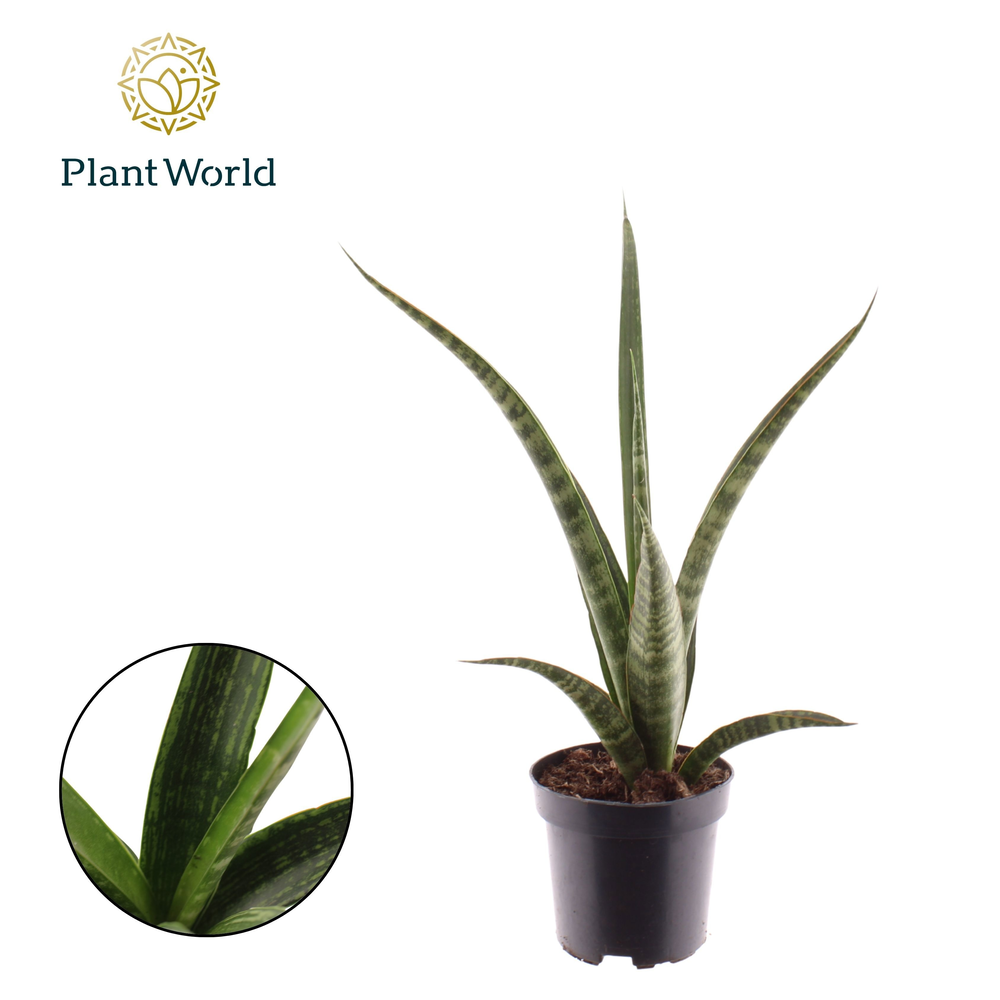 Sansevieria trifasciata 'Megan'.