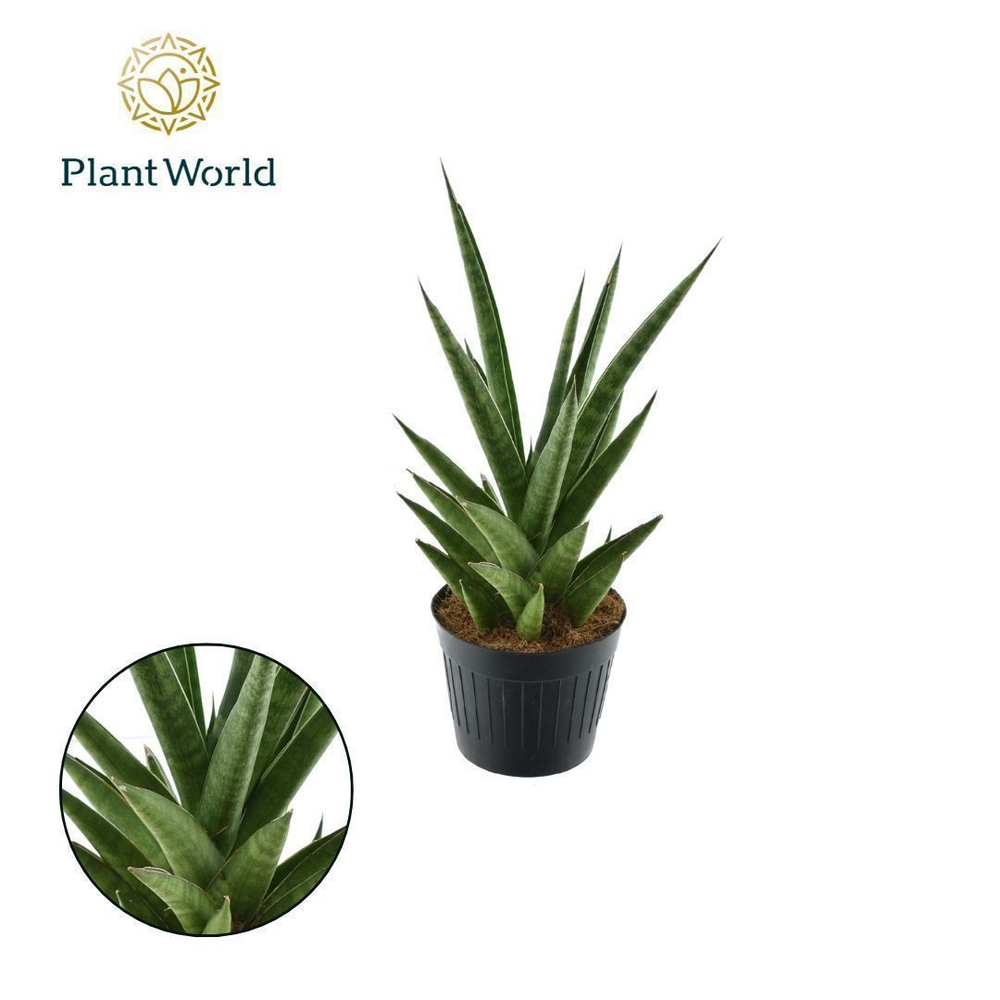 Sansevieria 'Dancing Queen'.
