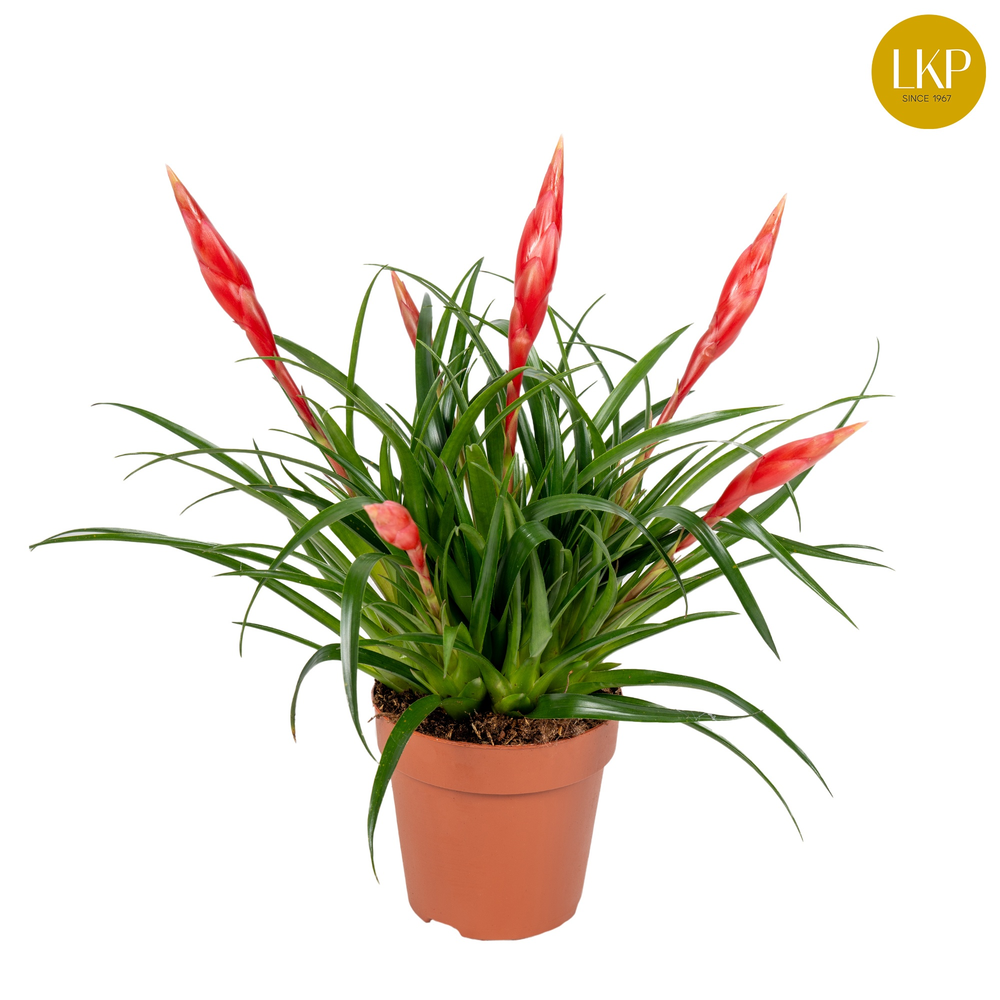 Vriesea Multiflower Astrid Rood (Zonder Hoes).