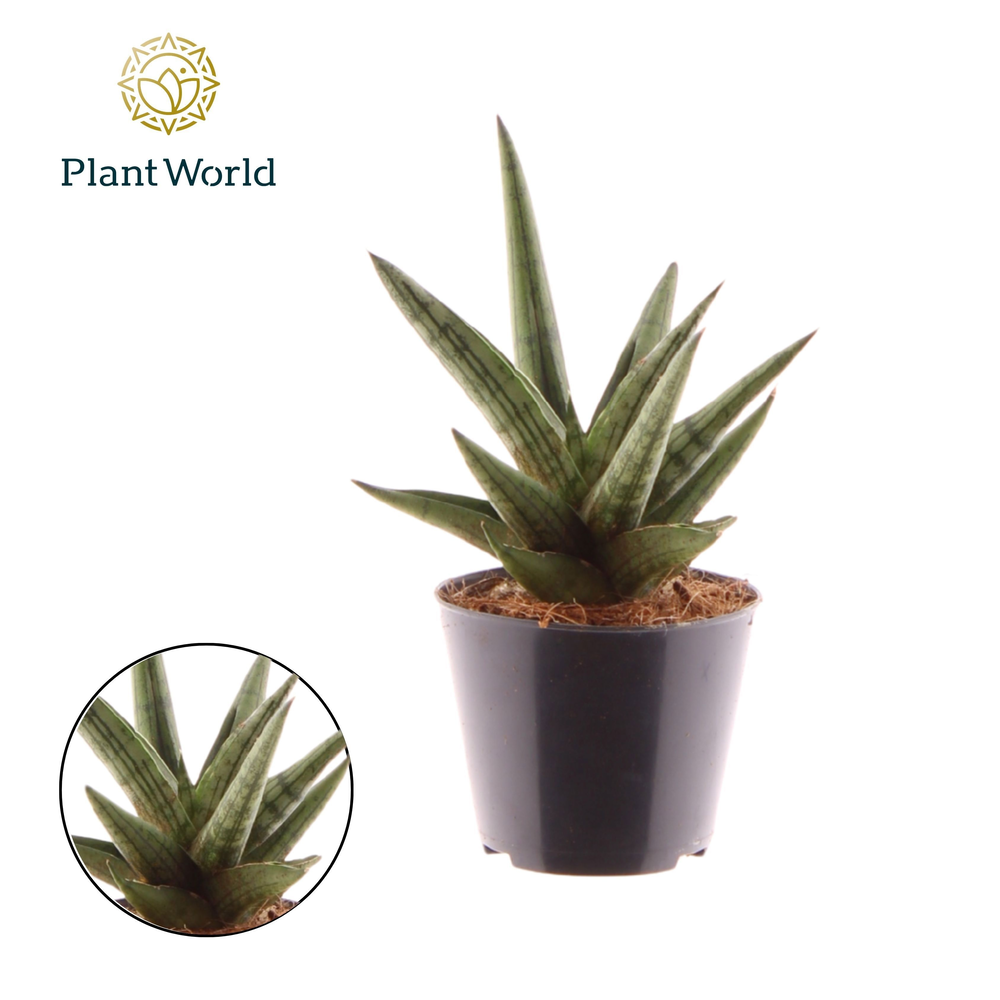 Sansevieria 'Helios Dwarf'.