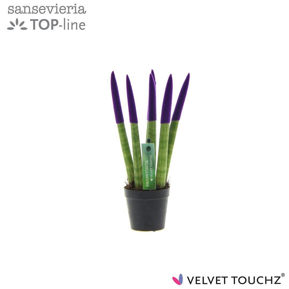 Sansevieria VELVET TOUCHZ® Paars.