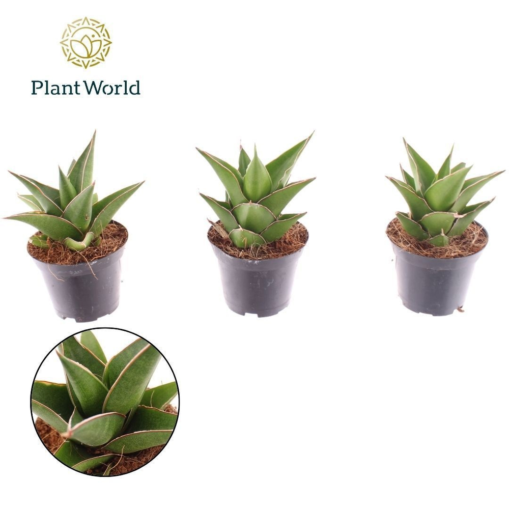 Sansevieria Samurai 7 cm.