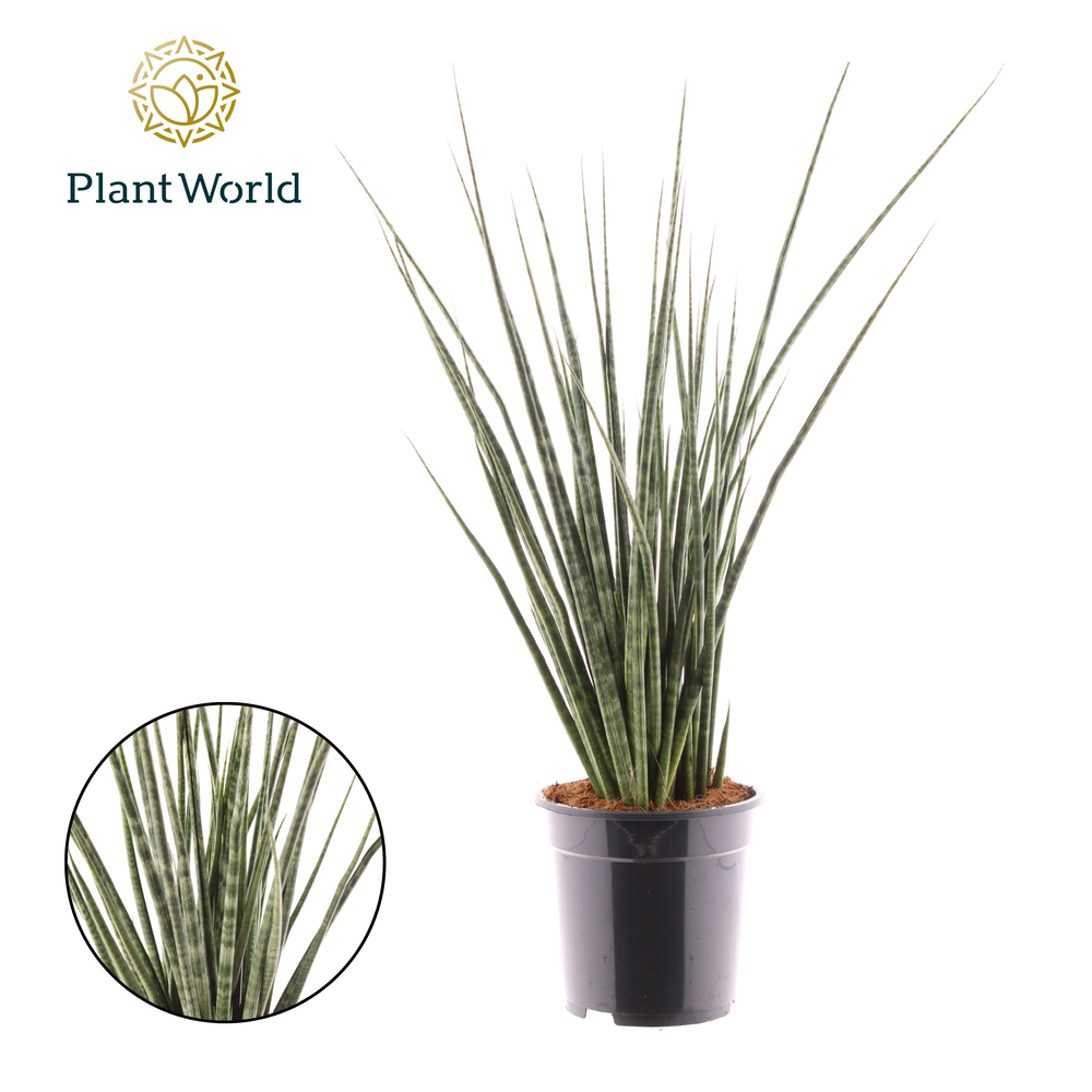 Sansevieria Digitorum.