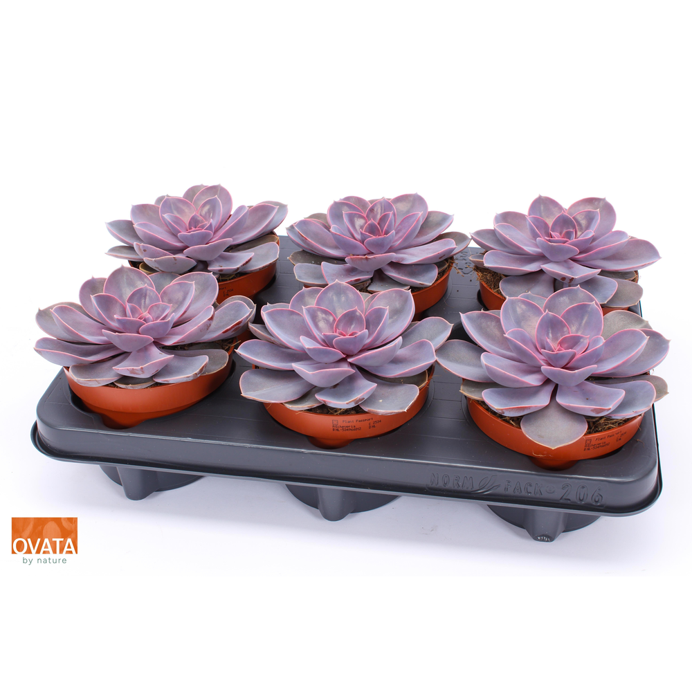 Echeveria purple pearl 12.