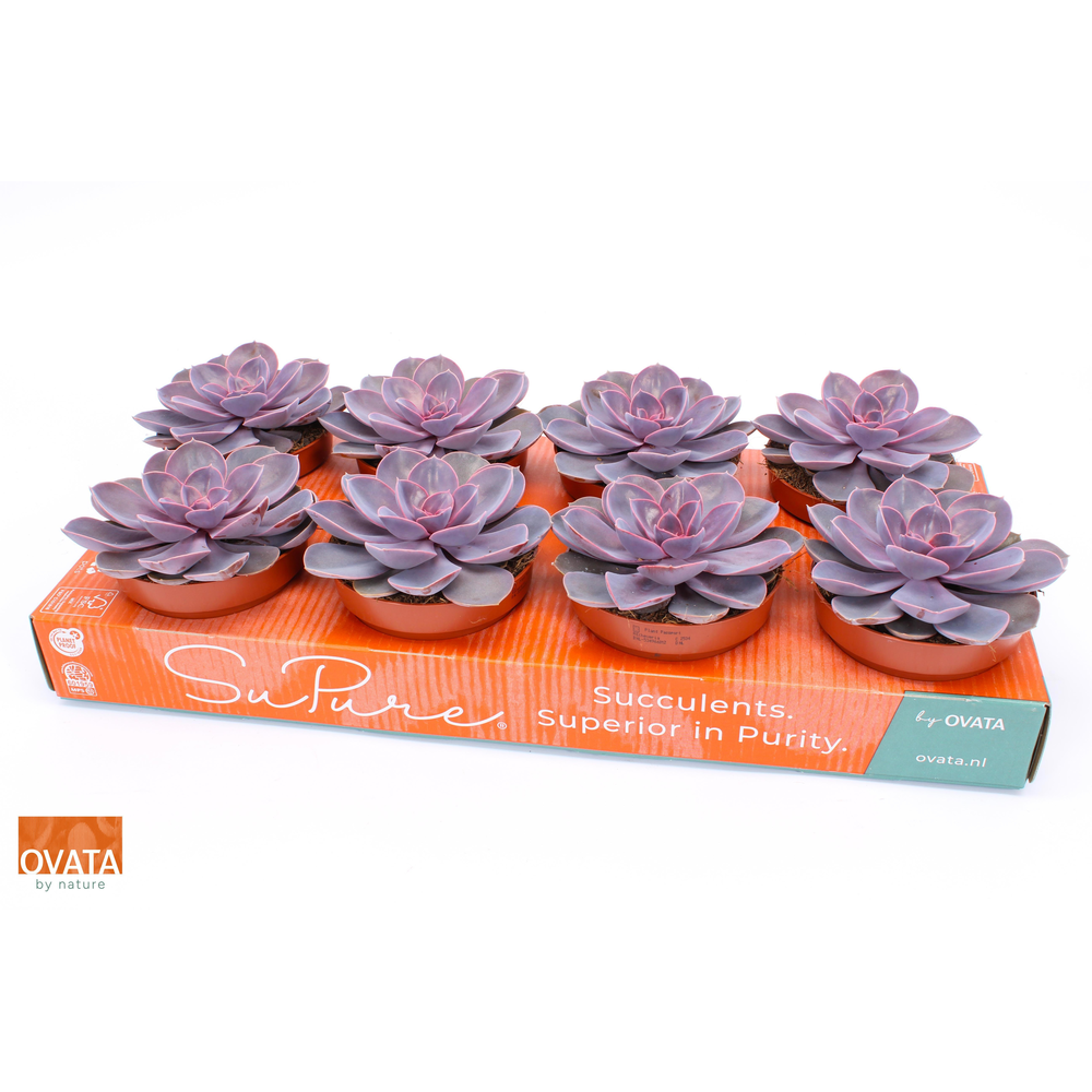 Echeveria purple pearl 12.