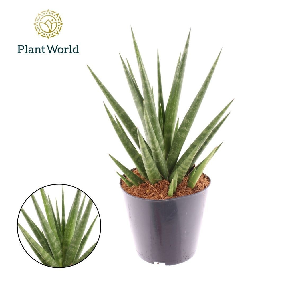 Sansevieria Blue Dancing.