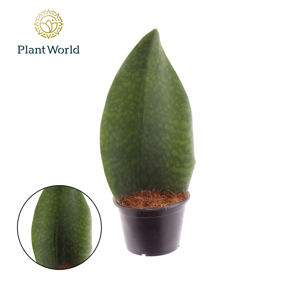 Sansevieria ‘Masoniana’ Whale Fin.