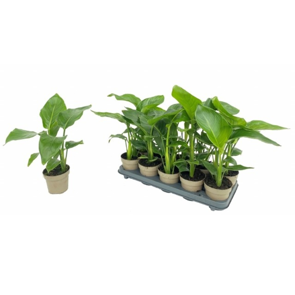 Strelitzia Nicolai 2pp.