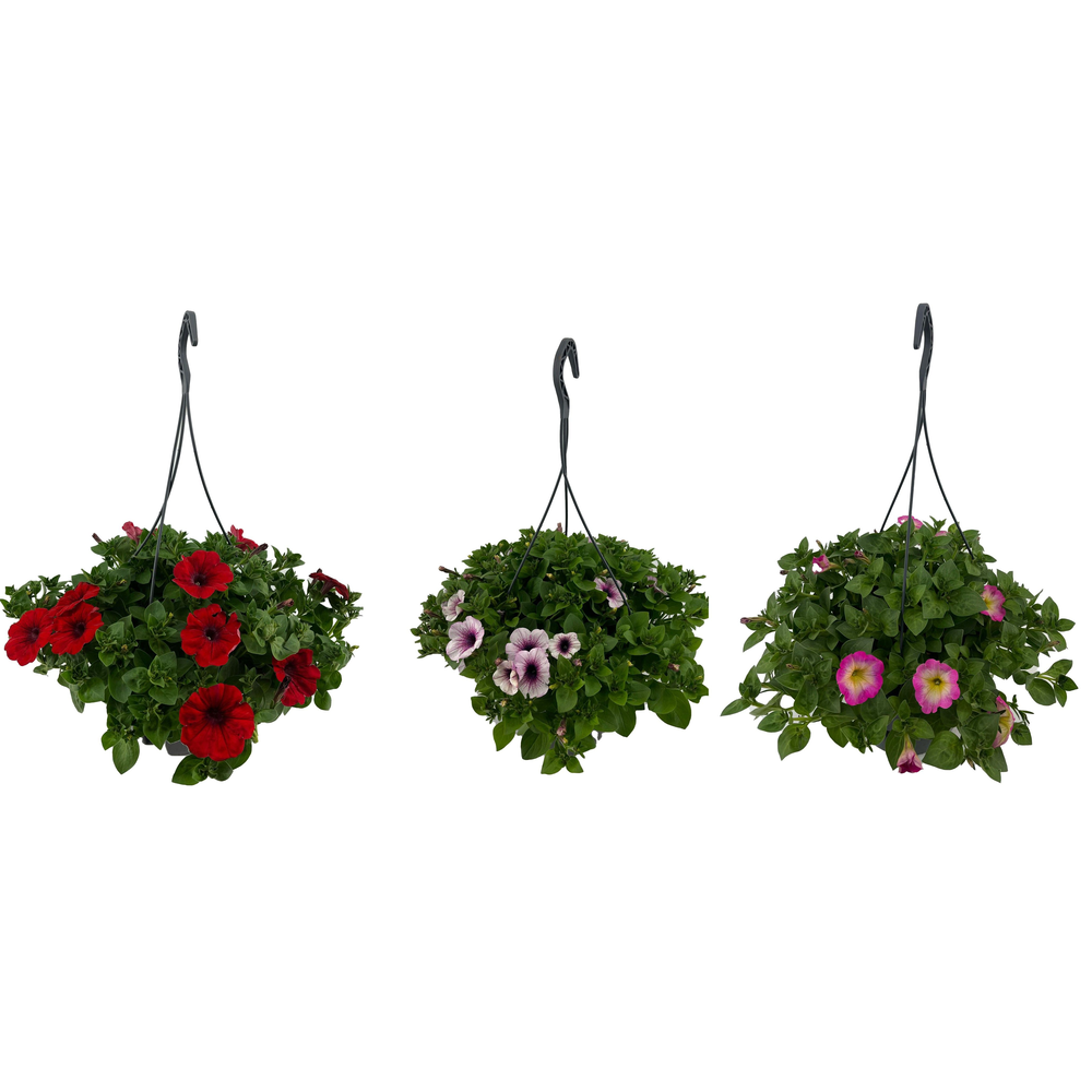 Pt9228 hangpot waterreservoir Petunia.