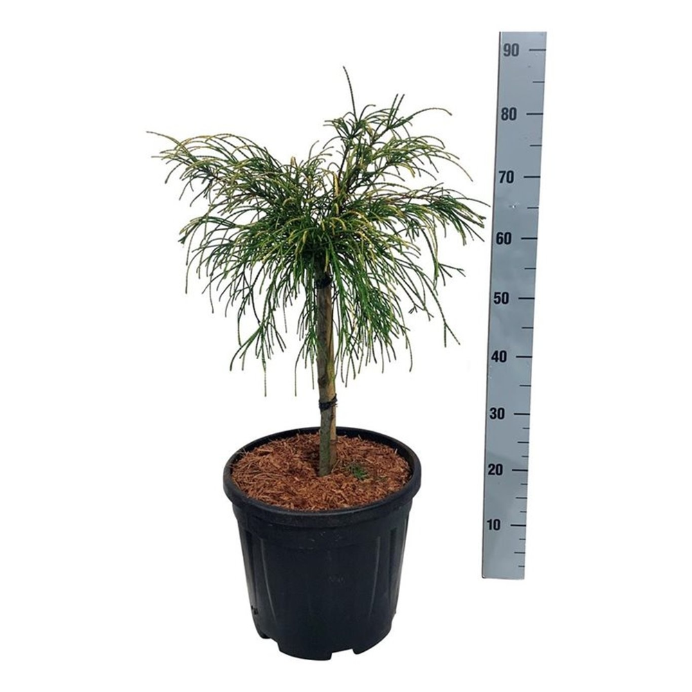 Thuja pl. 'Golden Whipcord'.