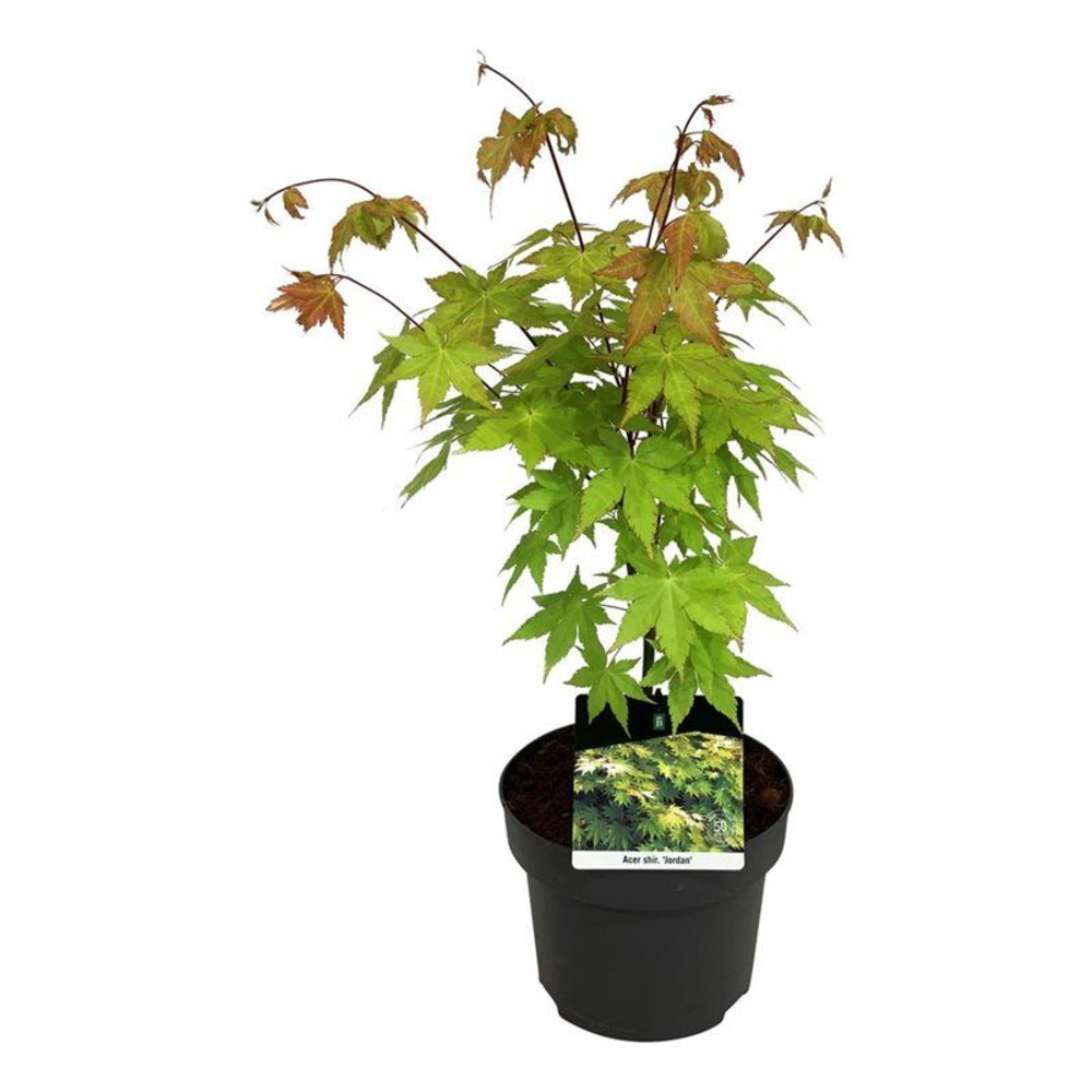 Acer shirasawanum 'Jordan'.