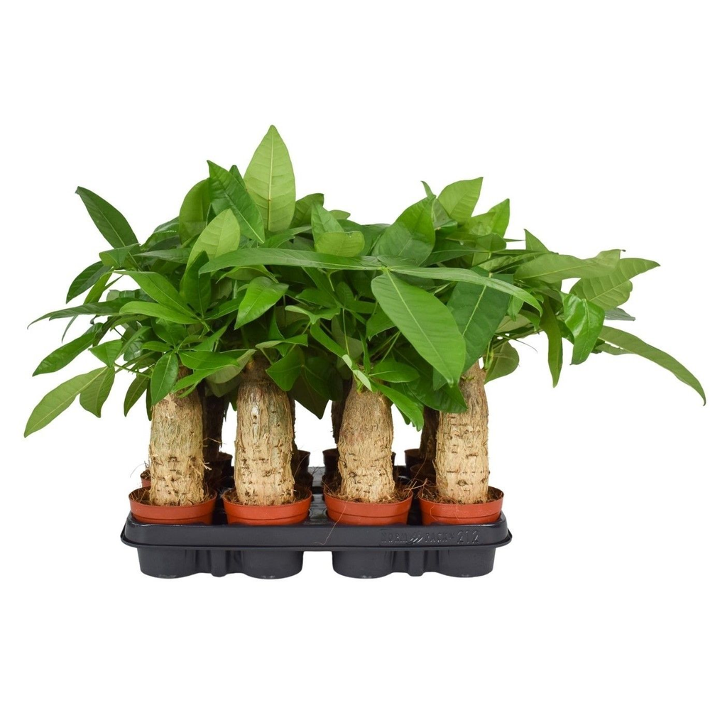 Pachira Aquatica 9 cm trunk.