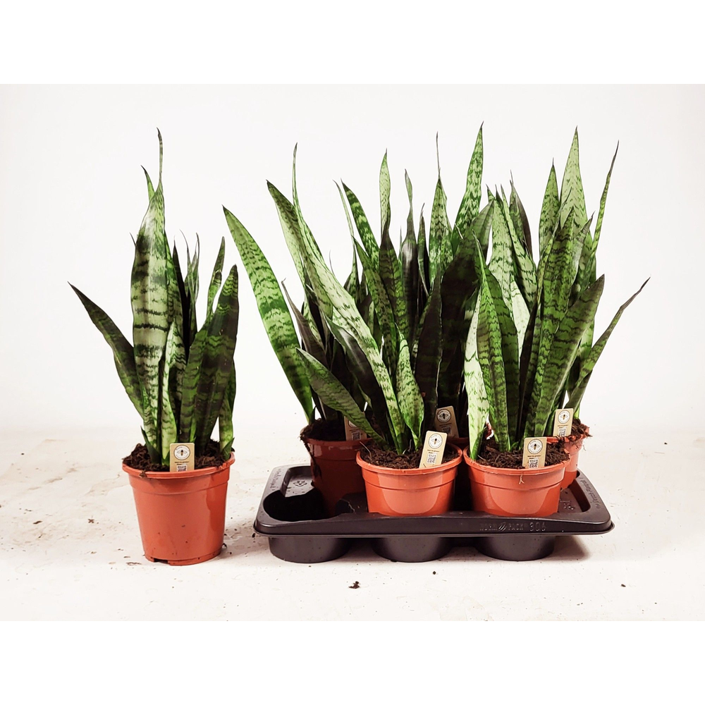 Sansevieria zeylanica 60cm.