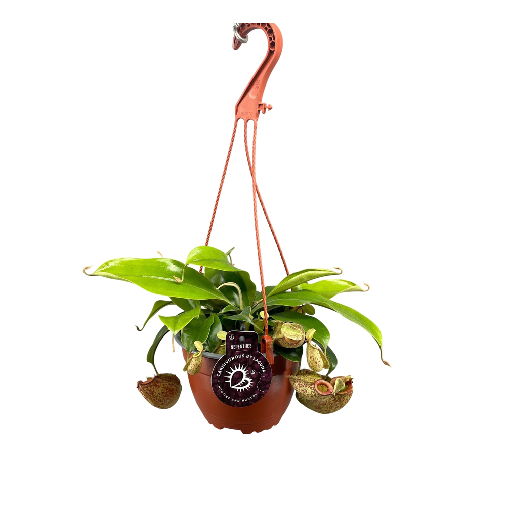 Nepenthes Hookeriana 14 cm in hangpot.