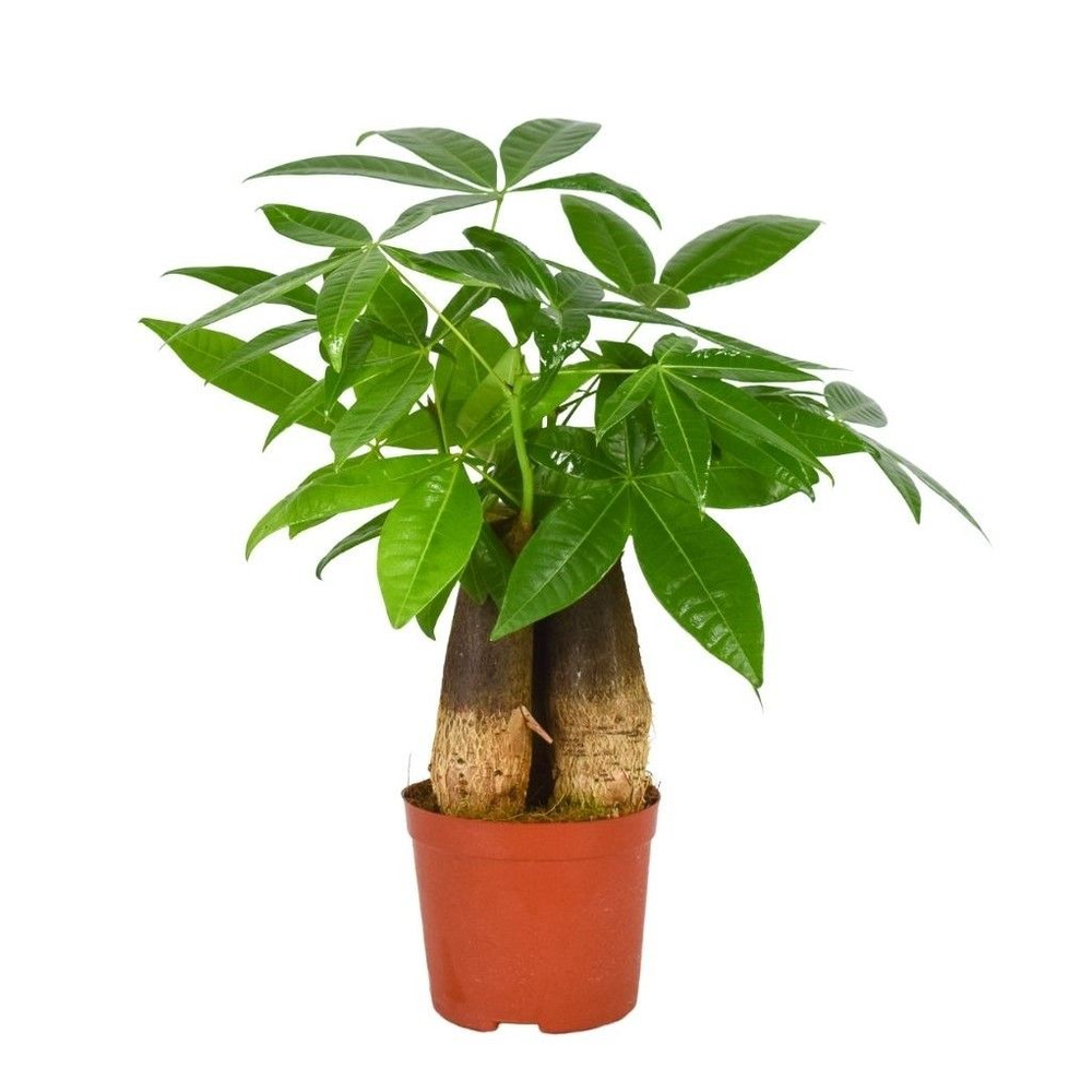 Pachira Aquatica 12 cm Triple stam.