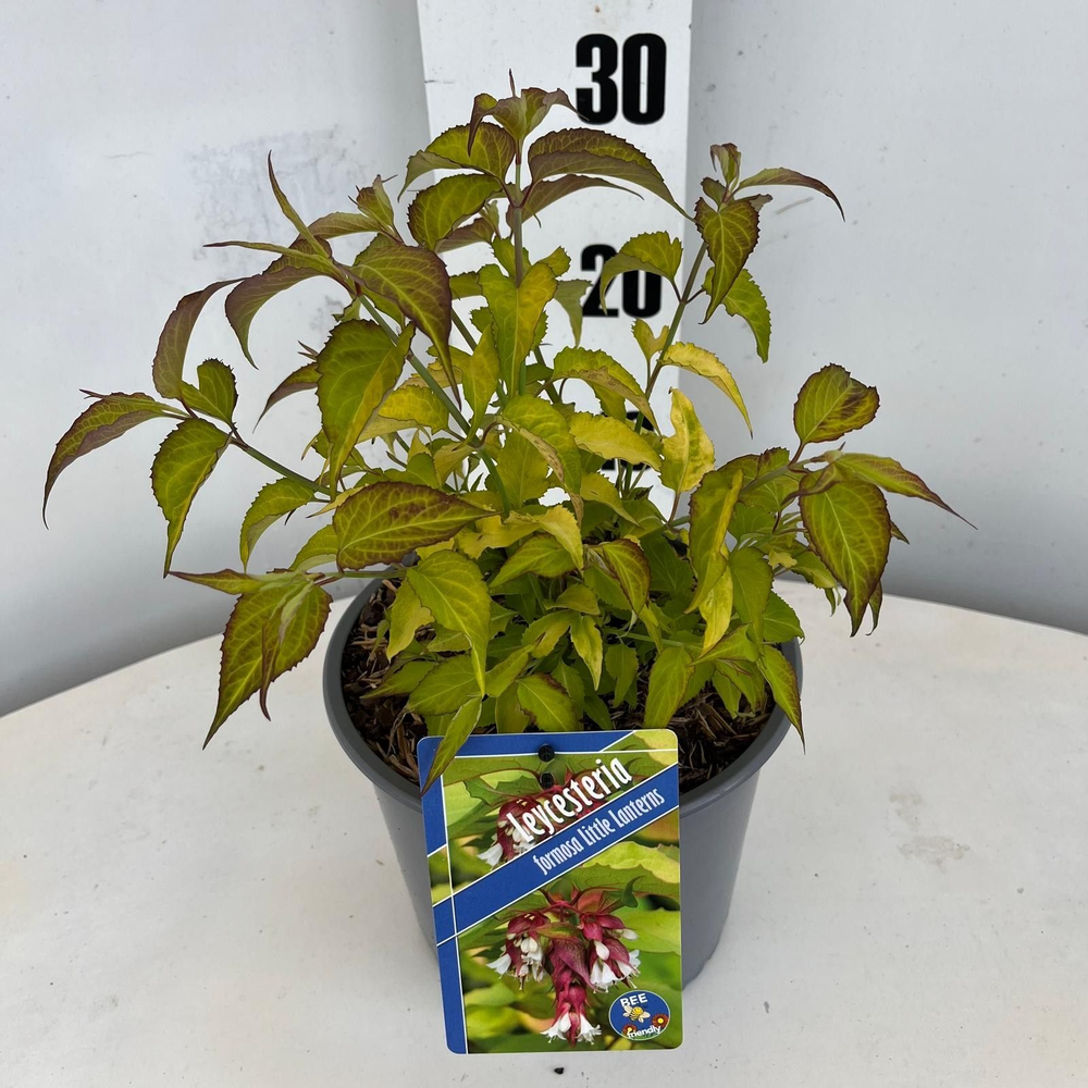 Leycesteria formosa Little Lanterns ('CDC01'PBR).