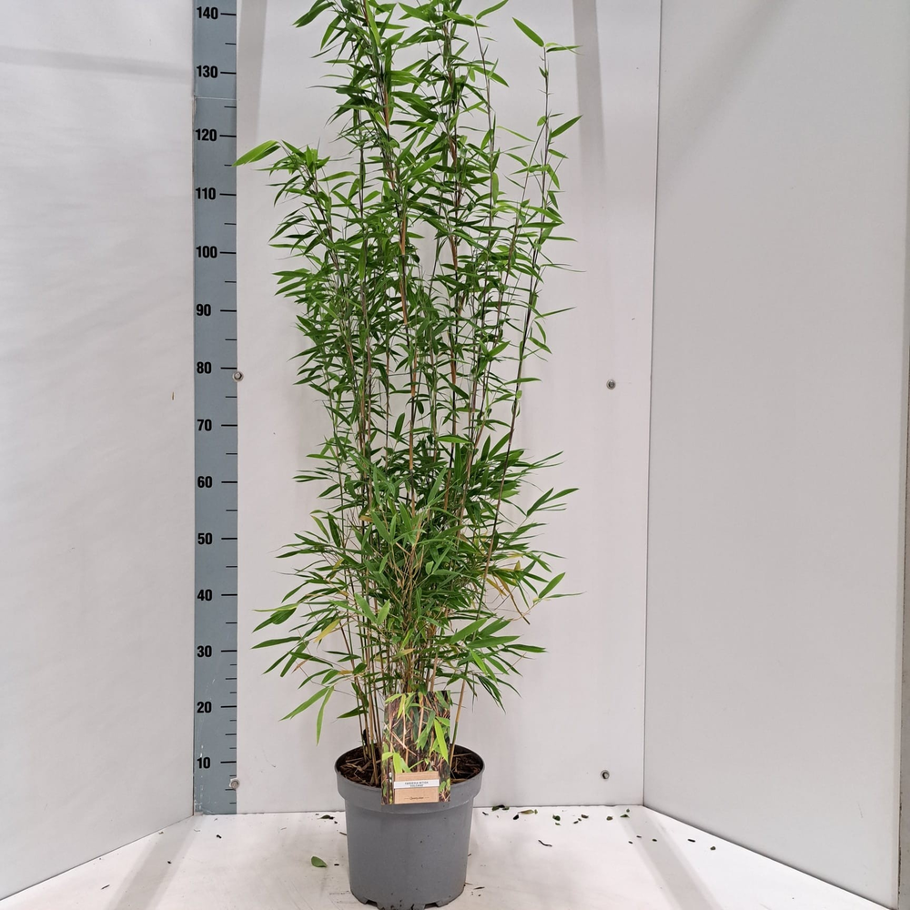 Fargesia 'Volcano'.