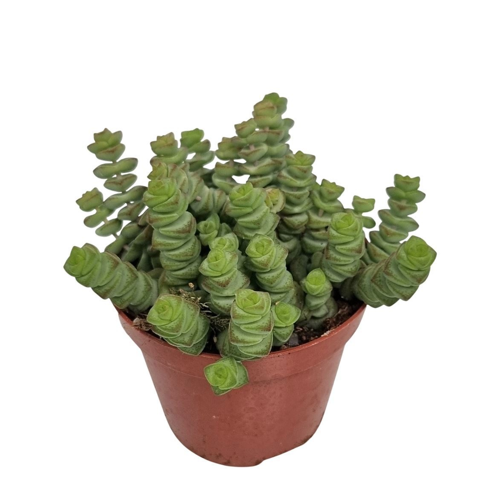 Crassula Marnieriana Hottentot.